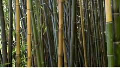 વાંસની ખેતીથી મળશે જંગી આવક, આ રાજ્યની સરકાર આપી રહી છે 50 ટકા સબસિડી, જાણો અહી તમામ વિગતો