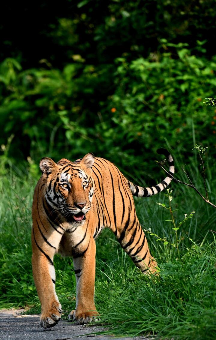 Corbett National Park in Uttarakhand, formerly known as Hailey National Park, is one of the oldest and most famous wildlife sanctuaries in India. Established in 1936, the park is named after nature lover and hunter-turned-wildlife conservationist Jim Corbett.