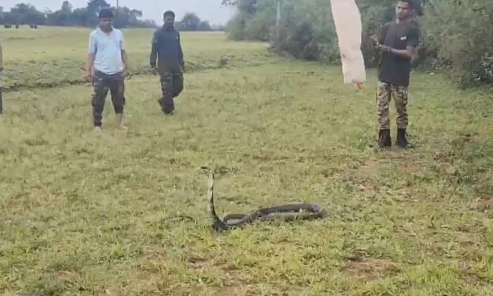 त्यानंतर किंग कोब्रा सापाला वनविभागाने सुरक्षितरित्या पकडून तात्काळ नैसर्गिक अधिवासात सोडलं.