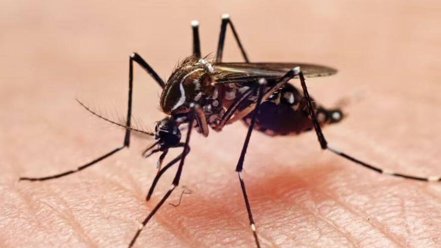 mosquitoes most bitten O blood group People research claims ਮੱਛਰ ਇਸ ਬਲੱਡ ਗਰੁੱਪ ਵਾਲੇ ਲੋਕਾਂ ਨੂੰ ਸਭ ਤੋਂ ਜ਼ਿਆਦਾ ਕੱਟਦੇ ਹਨ, ਜਾਣੋ ਹੈਰਾਨ ਕਰਨ ਵਾਲਾ ਕਾਰਨ...