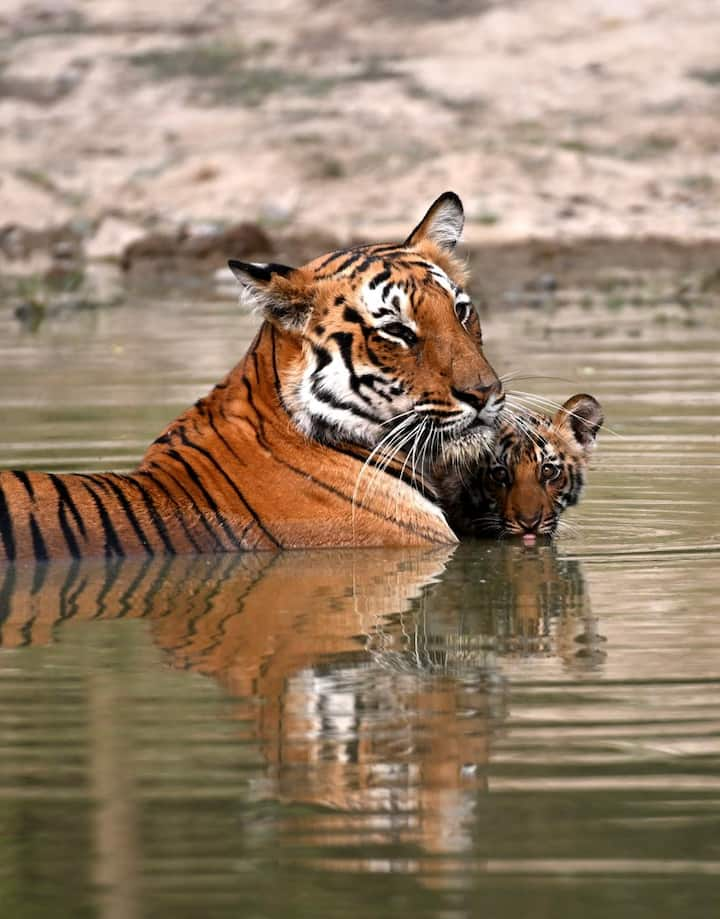 Tourists have to make advance bookings to enter Corbett National Park. This can be done through the official website of Uttarakhand Forest Department or some private travel agencies. The park is most visited during the winter and summer months, so it is better to book ahead of time.