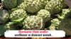Success story: धाराशीवच्या माळरानावर सिताफळाची सेंद्रीय शेती! शेतकऱ्याला 10 लाखाहून अधिक उत्पन्नाची अपेक्षा