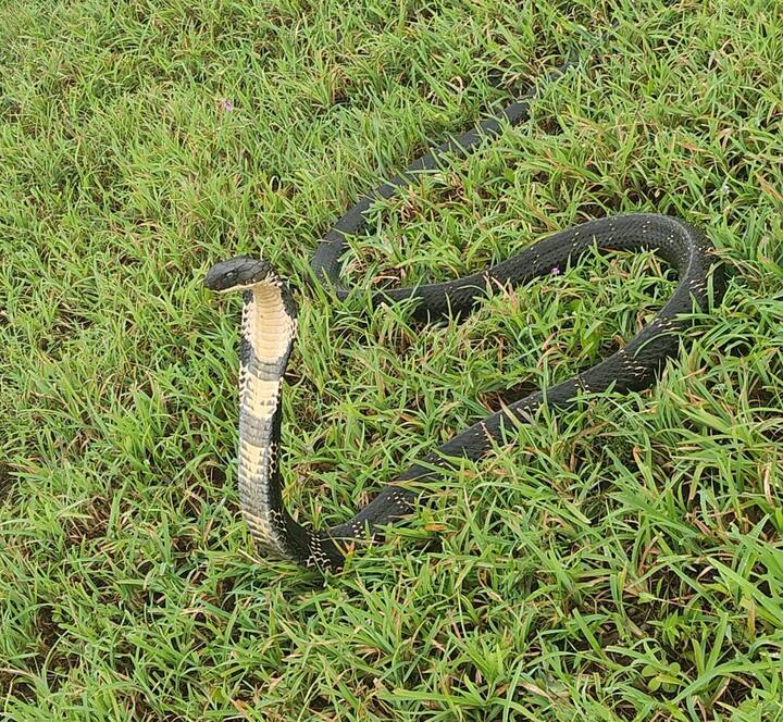 यावेळी वनविभागाचे बचाव पथक तात्काळ घटनास्थळी  पोहचले.