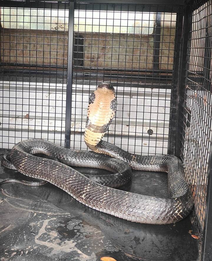 त्या ठिकाणी असणारा साप हा अतिविषारी किंग कोब्रा प्रजातीचा असल्याचं दिसून आलं.