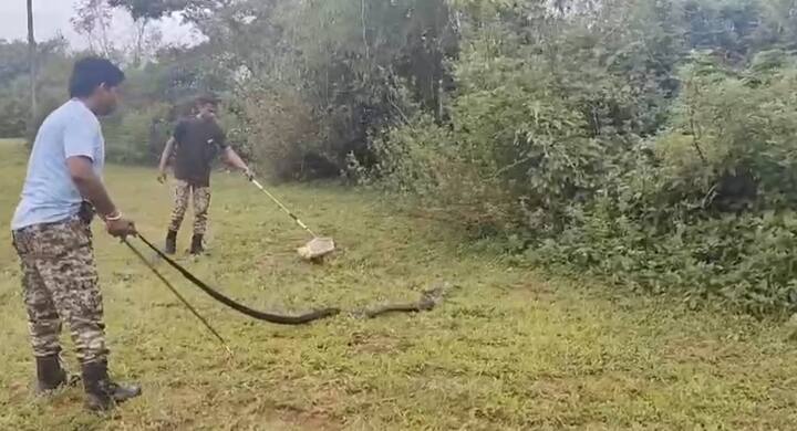 ही कार्यवाही कोल्हापूरचे उपवनसंरक्षक गुरुप्रसाद आणि पाटणे वनपरिक्षेत्र अधिकारी प्रशांत आवळे  यांच्या मार्गदर्शनाखाली पार पडली.