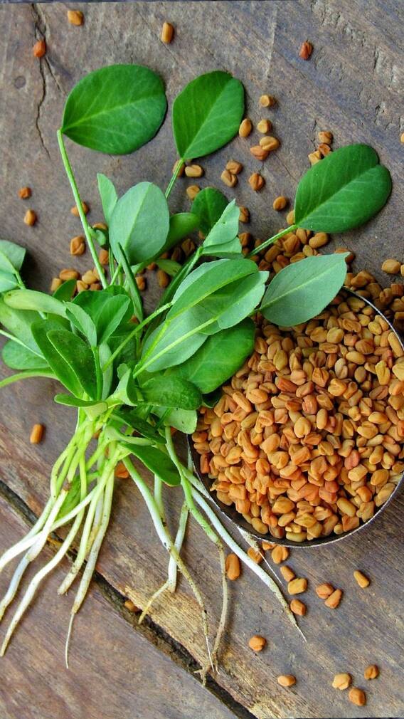 मेथीचे दाणे सलग 14 दिवस खाल्याने शरीरात दिसतील 'हे' बदल