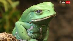 बंदरों की तरह पेड़ों पर रहता है ये मेंढ़क, जानिए इसकी खासियत