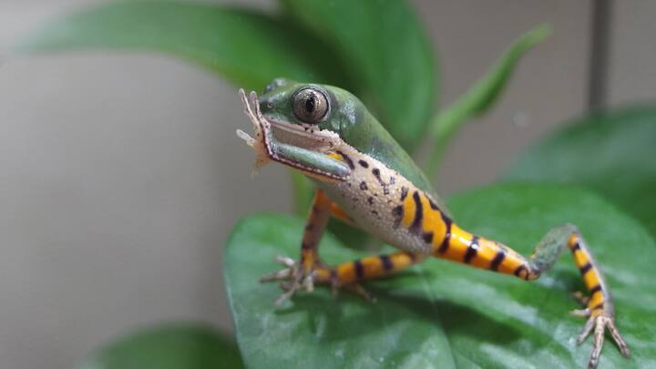 मेंढक की कई प्रजातियां बहुत ही अनोखी होती हैं. इनमें से एक मंकी फ्रॉग यानी बंदर मेंढक लीफ या ट्री फ्रॉग के वंश के होते हैं. हालांकि ये मेढ़क हर जगह नहीं पाए जाते हैं. अभी ये दक्षिण अमेरिका में पाए जाते हैं.