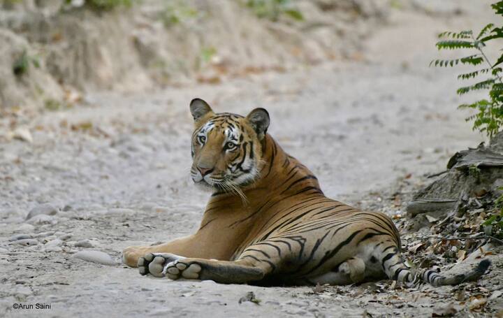 Corbett Park is also well connected by road. The distance from Delhi to Ramnagar is about 260 kilometers. From here the park can be easily reached through taxi or bus.