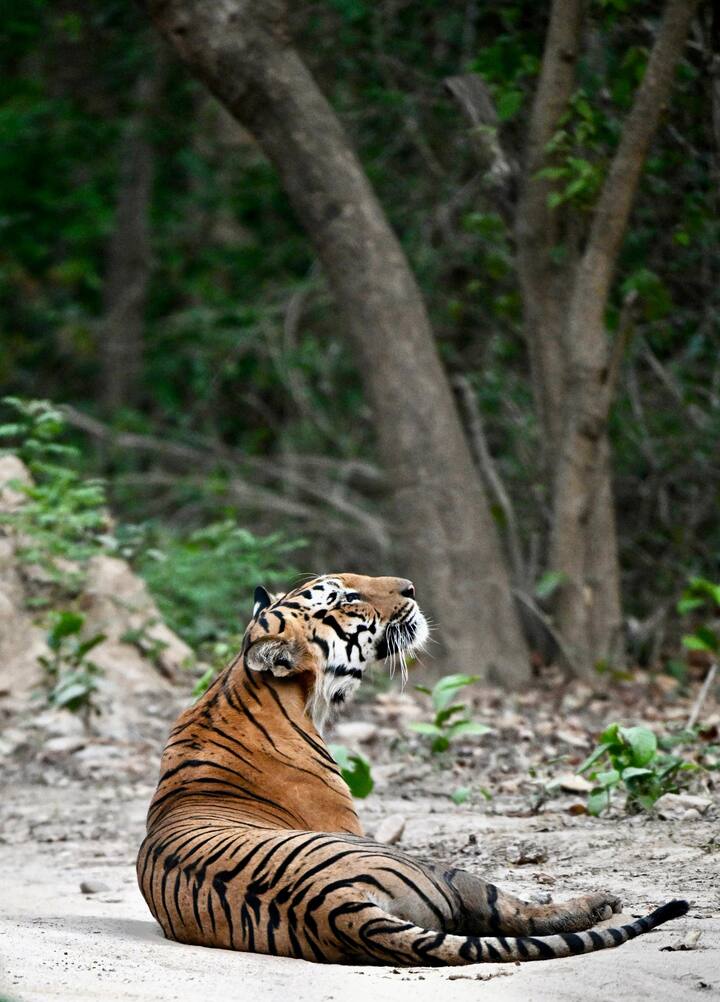 This park is home to India's largest population of tigers. Apart from tigers, more than 1,200 elephants, various types of deer, leopards, crocodiles, wild boars, and many other wildlife are also found here. The forests of the park have a large number of sal, pine, and bamboo trees, which further enhance the beauty of this place.