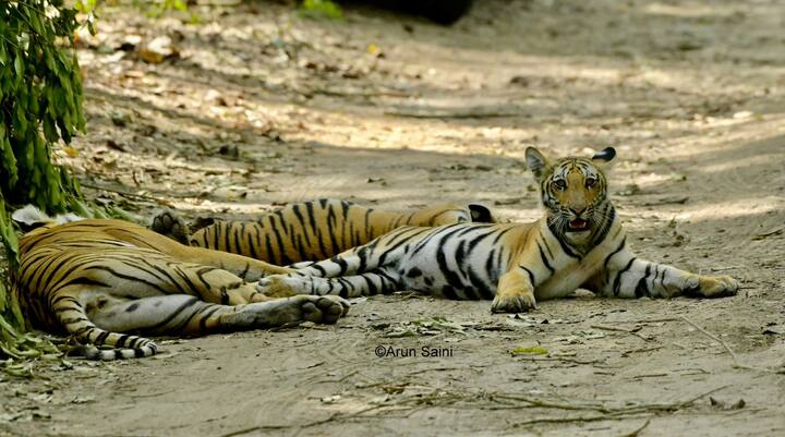 Dhikala Zone This is the largest and most famous area of ​​the park. Here one gets a good chance to see tigers and elephants. Jhirna Zone This zone remains open throughout the year and a variety of wildlife can be seen here.