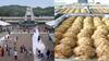 Tirumala Laddu Row: తిరుమల లడ్డూ ప్రసాదంలో పొగాకు పొట్లం - టీటీడీ కీలక ప్రకటన