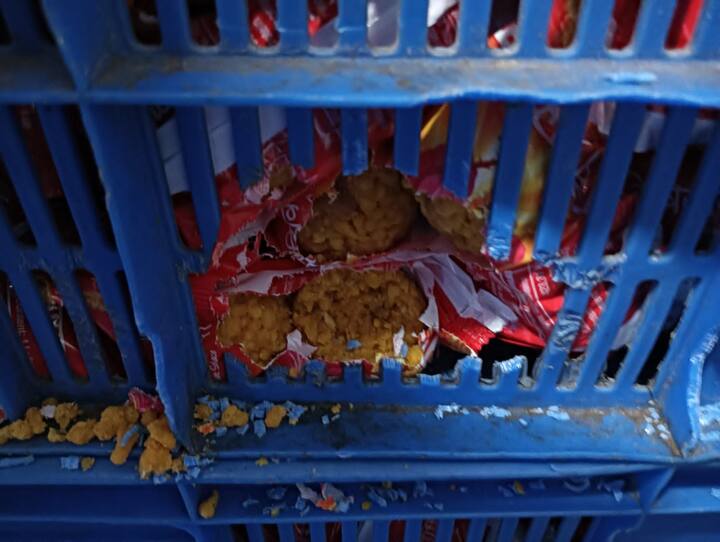 प्रसादाचे लाडू उंदरांनी कुरतडल्याचाही आरोप आता होत आहे. दरम्यान, सिद्धिविनायक मंदिर ट्रस्टने हे आरोप फेटाळले आहेत.