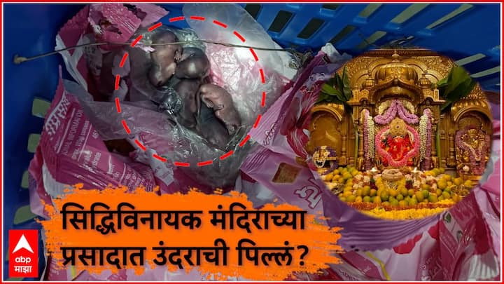 Siddhivinayak Temple Laddu Prasad : तिरुपती बालाजीनंतर आता सिद्धीविनायकाच्या प्रसादावर प्रश्नचिन्ह निर्माण झालं आहे. सिद्धीविनायक मंदिराच्या प्रसादाच्या लाडूंवर उंदराची पिल्लं पाहायला मिळाली आहेत.