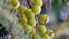 PHOTO : स्वप्नात 'या' गोष्टी खाताना स्वतःला पाहाल, तर गडगंज श्रीमंत व्हाल