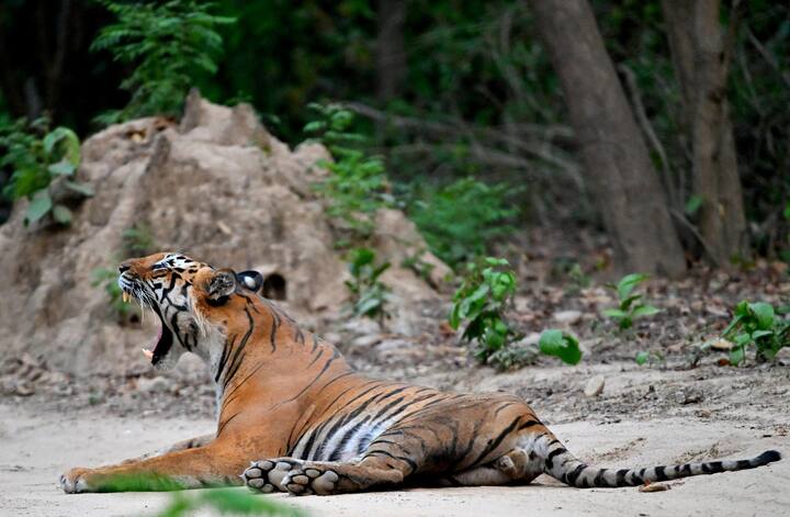 This park is spread over Nainital and Pauri Garhwal districts of Uttarakhand and is situated in an area of ​​1,288 square kilometers. Every year Corbett Park is closed for tourists on 15 June, while it is again opened for tourists from 15 November.