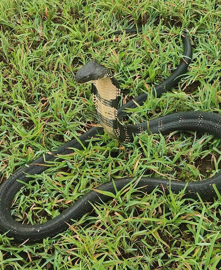 चंदगड  तालुक्यातील  कळसगादे  गावातील  शिवरामध्ये  महाकाय साप  असल्याची माहिती रविवारी  पाटणे वनविभागाला मिळाली.
