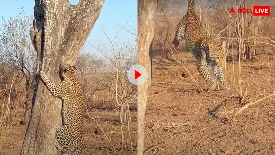 Squirrel harassed the leopard who came to hunt the squirrel and finally the leopard accepted defeat Video: क्या लैपर्ड बनेगा रे तू...तेंदुए के साथ गिलहरी ने खेला ऐसा खेल, वीडियो देखकर लोग भी हैरान