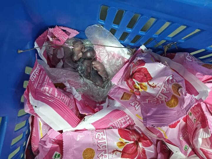 लाडूच्या प्रसादाच्या टोपलीतच उंदराने पिल्लं दिली आहेत. समोर आलेल्या व्हिडीओनुसार, सिद्धीविनायक प्रसादाच्या पाकिटांवर उंदराची पिल्लं दिसत आहेत.