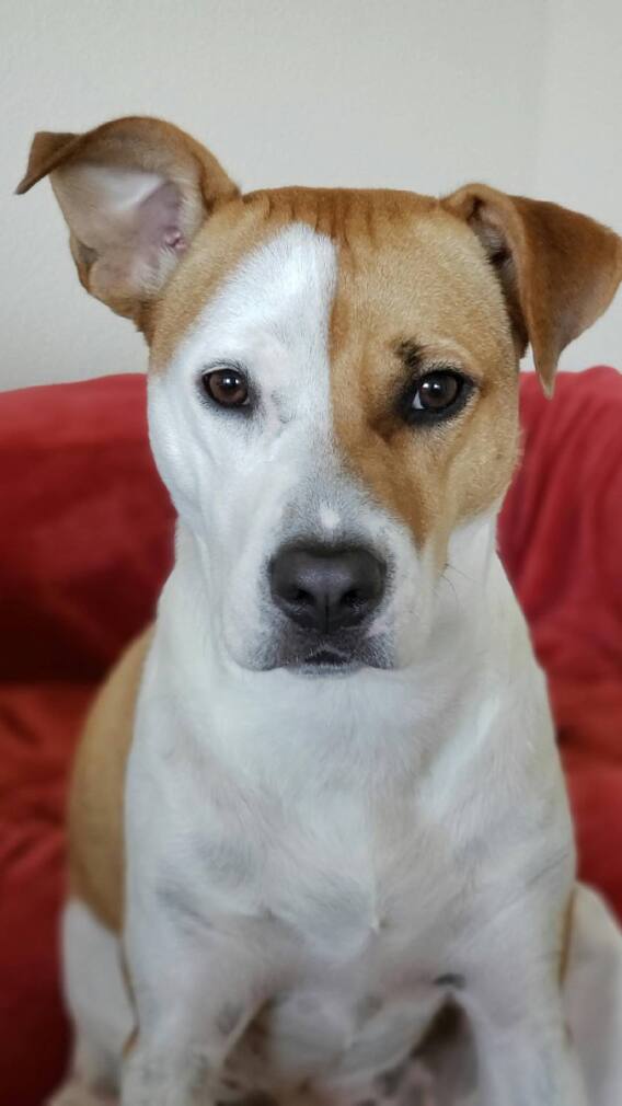 चाणक्य सांगतात... प्रत्येक मनुष्यात असाव्यात श्वानाच्या 'या' सवयी