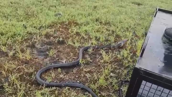 वनविभागाच्या बचाव  पथकात प्रदीप सुतार यांच्यासह  वनपाल  डिसूजा, वनपाल  नागवेकर , वनरक्षक अलका लोखंडे, अतुल खोराटे,  वनसेवक मोहन तुपारे, चालक विश्वनाथ नार्वेकर आदी  वनकर्मचारी उपस्थित होते.