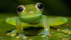 बंदरों की तरह पेड़ों पर रहता है ये मेंढ़क, जानिए इसकी खासियत