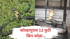 Kolhapur : कोल्हापूरच्या चंदगडमध्ये आढळला 13 फुटी किंग कोब्रा