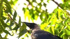 Neem Benefits: নিমের অনেক গুণ, জানেন মিটবে কী কী সমস্যা