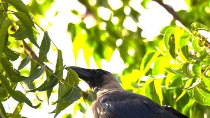 ত্বকে ময়েশ্চারাইজার হিসেবেই দারুণ কাজ দেয় নিম পাতা। মাথায় চুলকানি হলেও নিমপাতার রসে কাজ হয়। (ছবি সৌজন্য- পিক্সাবে)