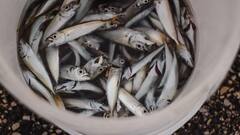 इस जगह पर लोग खाते हैं जिंदा मछली, जानिए क्या है इस डिश का नाम