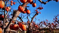 कुल्लू-मंडी के बाजार में बढ़ी जापानी फल की बिक्री, बागवानों को भी मिल रहे बेहतरीन दाम