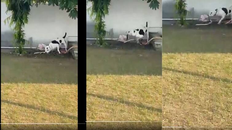 Pit Bull Saves Children By Killing King Cobra That Entered House In uttar pradesh Watch Video: அலறிய குழந்தைகள்..! ராஜநாகத்தை கொன்று ஹீரோவான பிட்புல் நாய் - தப்பித்த உயிர்கள்