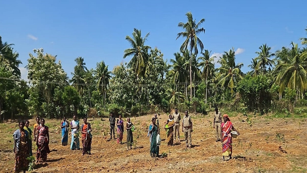 இலவச மரக்கன்றுகள் உங்களுக்கு வேண்டுமா? என்ன செய்யணும்?