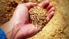 ये है दुनिया का सबसे महंगा चावल, एक किलो चावल के दाम में आ जाएगा स्मार्टफोन