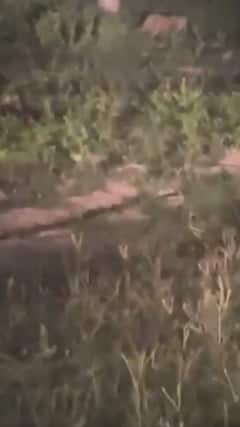 अमरोहा में आम रास्ते पर घूमता दिखा तेंदुआ | Amroha Leopard | UP News | ABP Shorts