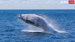 जमीन पर रहने वाला सबसे बड़ा जीव कौन सा है, ब्लू व्हेल है गलत जवाब