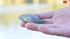 इस जगह पर लोग खाते हैं जिंदा मछली, जानिए क्या है इस डिश का नाम