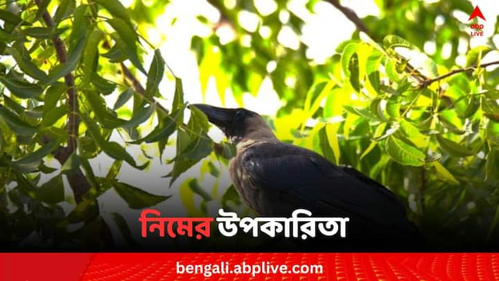 Neem: প্রাচীনকাল থেকেই নিম গাছের ব্যবহার হয়ে আসছে বিভিন্ন কাজে। এর পাতা থেকে ফুল সবই মানুষ ব্যবহার করছেন নানা ক্ষেত্রে।