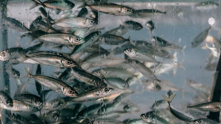 समुद्र के आस-पास रहने वालों के लिए तो मछली मुख्य आहार है. लेकिन हर जगह मछली बनाने का तरीका अलग-अलग होता है.