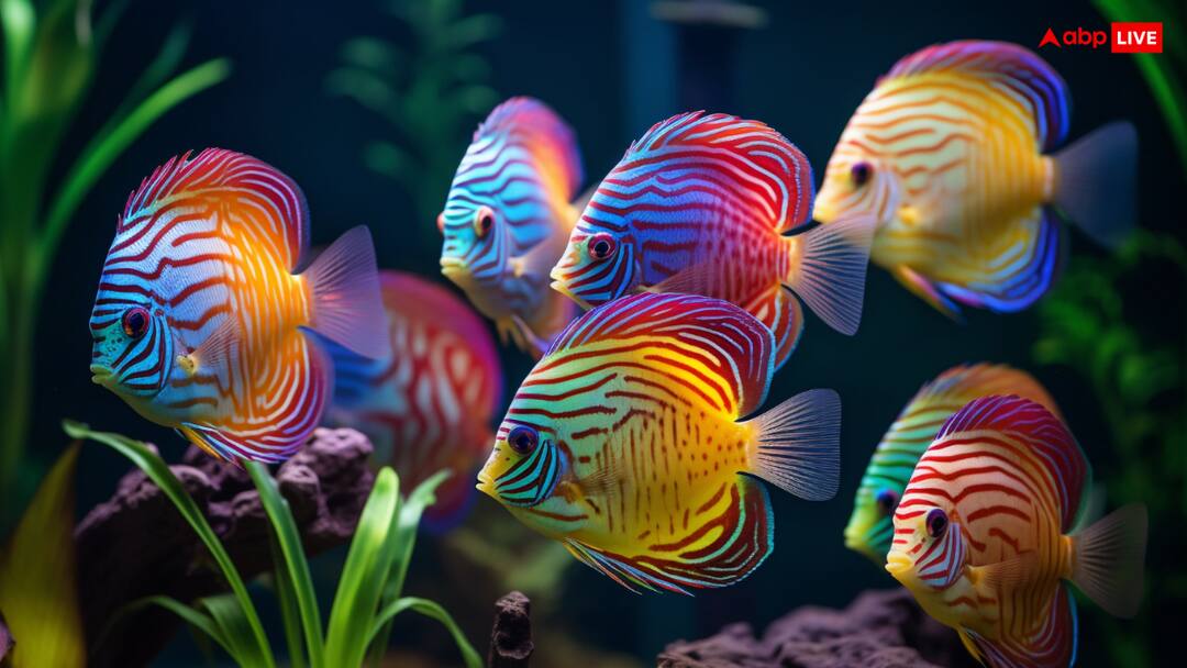 युवाओं की किस्मत बदल सकती हैं ये मछलियां! इतने रुपये लगाकर शुरू हो जाएगा काम, मिलेगी सब्सिडी PMMSY You can earn monthly lakh of rupee by this work fish farming युवाओं की किस्मत बदल सकती हैं ये मछलियां! इतने रुपये लगाकर शुरू हो जाएगा काम, मिलेगी सब्सिडी