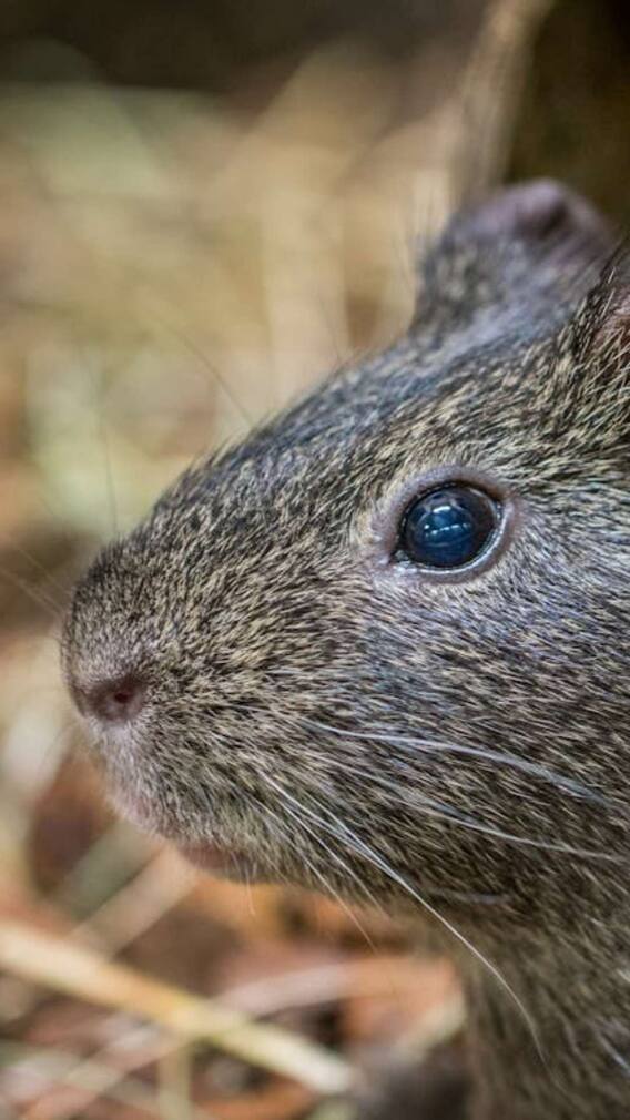 क्या तेज पत्ता की खुशबू से भाग जाते हैं चूहे?