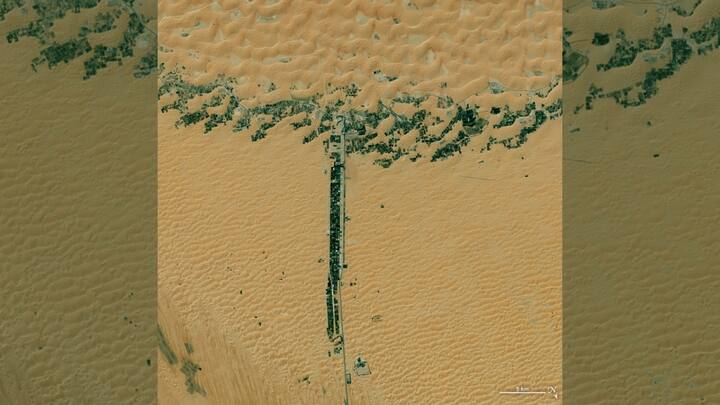 THAT LOOKS LIKE A TREE: Development along two roads in the United Arab Emirates was photographed by Landsat 8's Operational Land Imager (OLI) on March 9, 2015. Photo: NASA