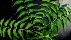 Neem Benefits: নিমের অনেক গুণ, জানেন মিটবে কী কী সমস্যা