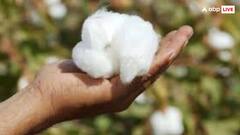 भारत में कहां होता है सबसे ज्यादा रूई का उत्पादन? जान लीजिए आज