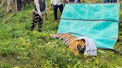 पीलीभीत में 10 लोगों को अपना शिकार बना चुका बाघ, तेज आवाज का नहीं हो रहा असर