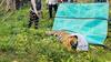 Pilibhit Tiger Reserve: पीलीभीत में 10 लोगों को अपना शिकार बना चुका बाघ, तेज आवाज का नहीं हो रहा असर