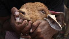 बिजनौर में तेंदुए को पकड़ने के लिए पिंजरे में बांधी बकरियां चुरा ले गए चोर,  उड़ाई दावत