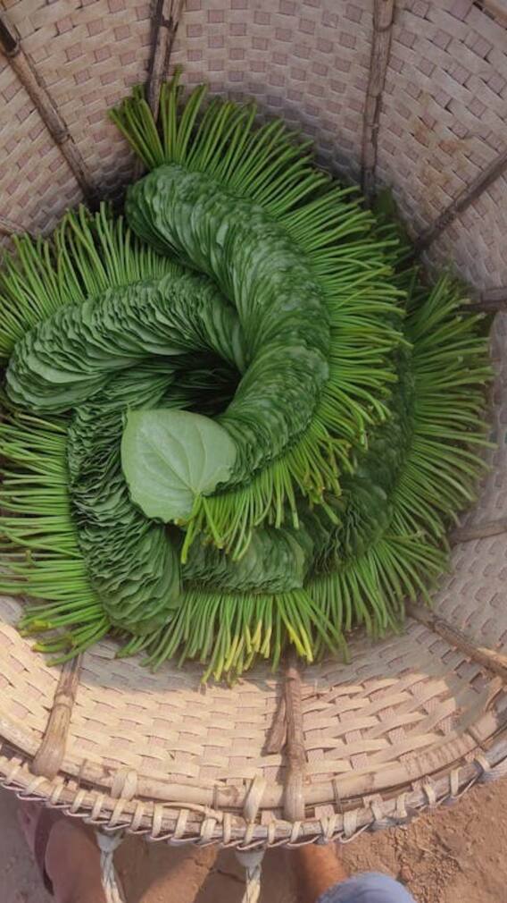 बार-बार फूलती है सांस तो पीना शुरू कर दें इस पत्ते का पानी