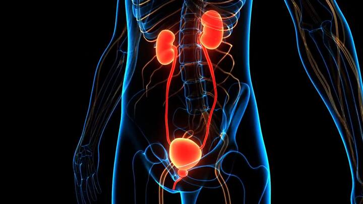 ਬੱਚਿਆਂ ਵਿੱਚ UTI ਦਾ ਕੀ ਕਾਰਨ ਹੈ? ਜਦੋਂ ਅਸੀਂ ਡਾ. ਐਂਟੋਨੀ ਰੌਬਰਟ ਸੀ, ਸੀਨੀਅਰ ਸਲਾਹਕਾਰ - ਪੀਡੀਆਟ੍ਰਿਕ ਸਰਜਰੀ ਅਤੇ ਪੀਡੀਆਟ੍ਰਿਕ ਯੂਰੋਲੋਜੀ, ਮਰਾਠਾਹੱਲੀ, ਰੇਨਬੋ ਚਿਲਡਰਨ ਹਸਪਤਾਲ ਨਾਲ ਗੱਲ ਕੀਤੀ, ਤਾਂ ਉਨ੍ਹਾਂ ਨੇ ਕਿਹਾ ਕਿ ਇਹ ਉਦੋਂ ਬਣਦਾ ਹੈ ਜਦੋਂ ਹਾਨੀਕਾਰਕ ਬੈਕਟੀਰੀਆ ਯੂਰੇਥਰਾ ਤੋਂ ਬਲੈਡਰ ਤੱਕ ਅਤੇ ਕਈ ਵਾਰ ਗੁਰਦਿਆਂ ਤੱਕ ਵੀ ਜਾਂਦੇ ਹਨ।