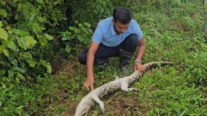 वाहनाची धडक लागल्याने मृत्यू झाला असल्याचा अंदाज व्यक्त केला जात आहे.